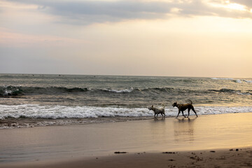 Two adults walking and a child playing along the beach in Canggu, Bali Indonesia at sunset, with the silhouettes sharply contrasted against the golden sky. Gentle waves wash onto the shore, and other 