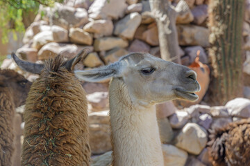 Obraz premium Portrait of a llama in northwest Argentina.
