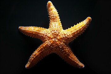 Vibrant Starfish on a Dark Background in Close-Up View