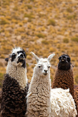 Three different llamas on a blurred background