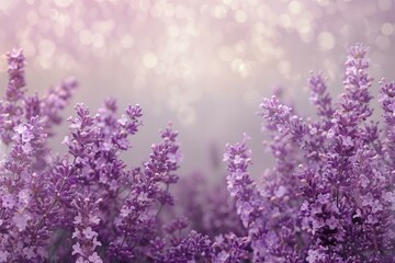 Obraz premium Lilac Lavender Field in Full Bloom with Glittery Bokeh Effect