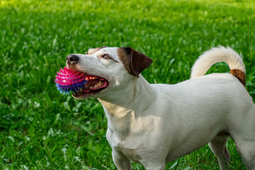 Dog. Jack Russell terrier. A pet. A cheerful pedigreed dog with a toy.