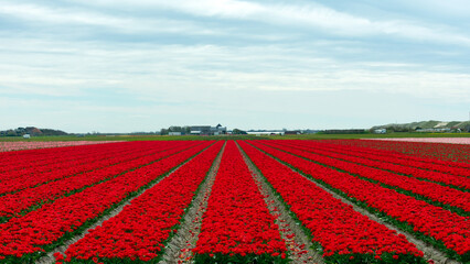 rote Tulpenfelder in Nordholland, Julianadorp
