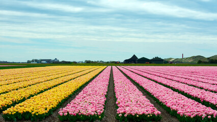 gelbe und rosa Tulpenfelder in Nordholland, Julianadorp,