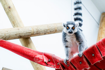 Photo of ring-tailed lemurs in the Flemish Westhoek zoo "De zonnegloed" close up.  Animals that enjoy good care in the wild animal sanctuary.  animal protection and conservation in belgium flanders.