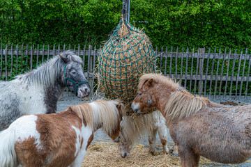 animals enjoying their lifes in De zonnegloed, the animal sanctuary in flanders belgium.  Promotional animal picture.