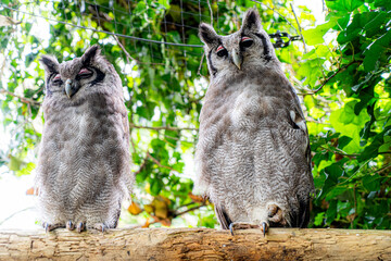 2 Verreaux's eagle owl or Verreauxs oehoe enjoying their saved lifes in the belgium zoo, De zonnegloed. 
Animal protection and conservation in belgium flanders