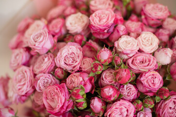 a beautiful bouquet of pink bush roses in a package, a wonderful gift for the holiday