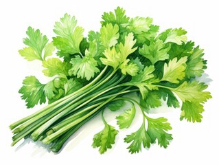 Coriander watercolor style isolated on white background