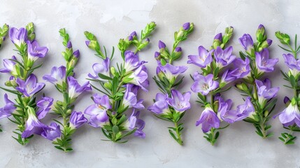   A collection of purple flowers arranged together on a pristine white background, accompanied by green foliage