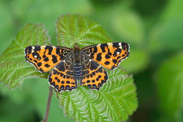 Closeup on a fresh emerged orange spring time European Map butterfly, Araschnia levana, with spread...