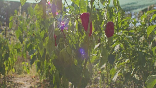 Red bell peppers hanging on plant with sunlight flare. Fresh produce and organic farming concept. Design for agricultural banner, health food poster.