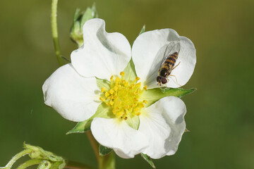 Close up female hoverfly Melangyna cincta, family Syrphidae on the flower of strawberry (Fragaria), family Rosaceae. Spring, April. Dutch garden - obrazy, fototapety, plakaty