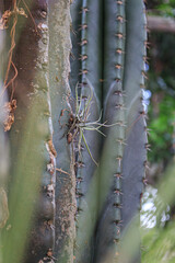 Una orquídea ha crecido sobre el cactus