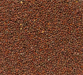 Round broccoli seeds