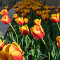 Tulips in the city