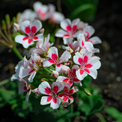 Small white and pink flowers