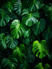 Green tropical monstera leaves background. Green jungle forest for banner, poster, greeting card. Minimal floral backdrop
