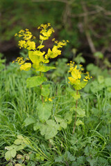 Vertical closeup on the rare European Smyrnium perfoliatum, Perfoliate Alexanders wildflower in the...