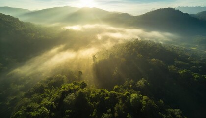 misty jungle rainforest from above in the morning tropical forest with sun rays and fog aerial view...