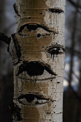 Aspen tree with three eyes , mysterious, blurred background seen in Steamboat Colorado