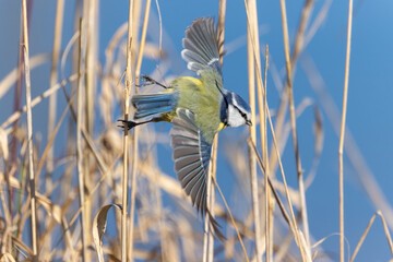 Blaumeise beim Abflug