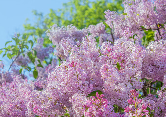 Beautiful Soft Spring background with Lilac flowers over blue sky. Purple lilac flowers on bush. Happy Mother's Day greetings card with Copy space.