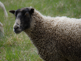 Close up of a sheep