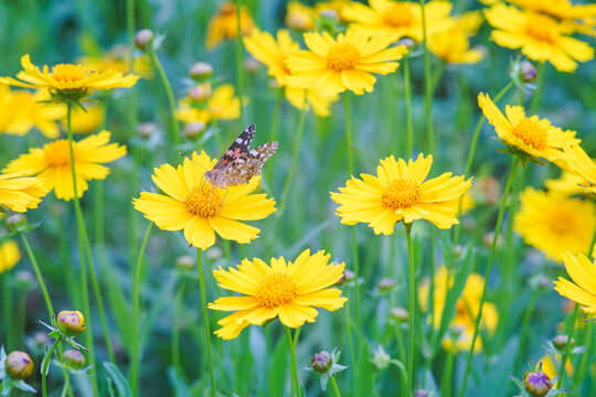 Field of yellow flower Coreopsis lanceolata, Lanceleaf Tickseed or Maiden's eye blooming in summer. Nature, plant, floral background. Garden, lawn of lance leaved Coreopsis with butterfly, close up