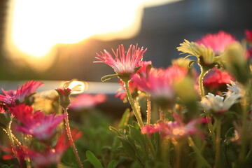 blurry flowers with water drop at sunset, background