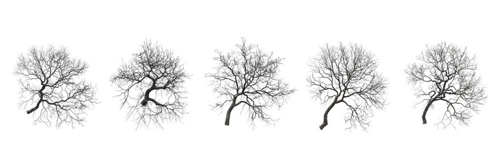Set of A minimalist, miniature A tree with only branches on a transparent background