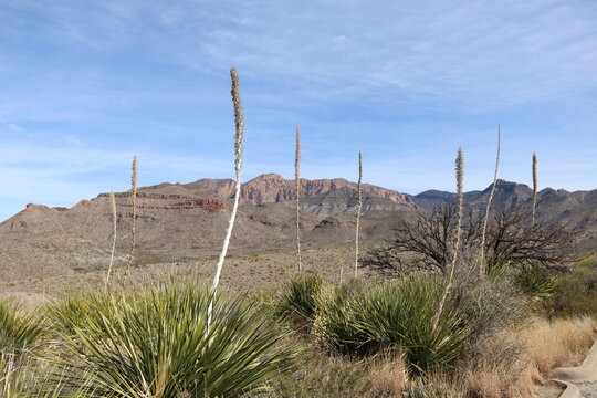 Big Bend National Park, Sotol Vista