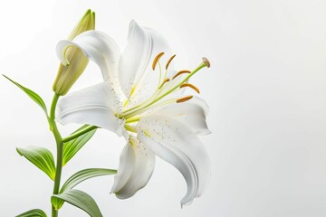 elegant white lily flower blooming against pristine white background symbol of purity and grace abstract photo