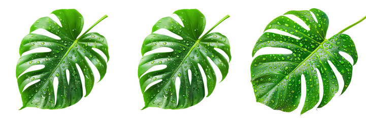 Set of A monstera leaf, isolated on a transparent background