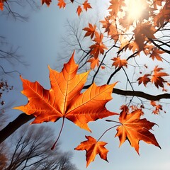 Maple Leaf Photo