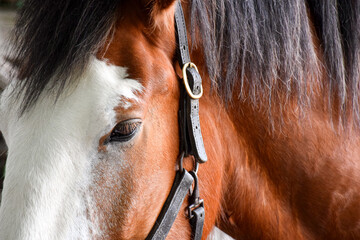 Closeup side of brown and white horse's head with leather bridle straps