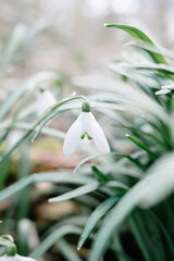 Snowbells in de Forst with shallow depth of field in winter morning light