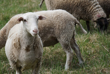 Naklejka na ściany i meble Some sheeps on a field