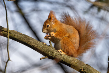 Fototapeta premium Eichhörnchen