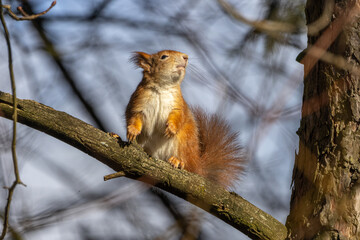 Eichhörnchen