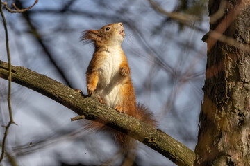 Eichhörnchen