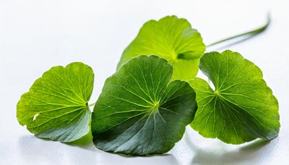 green leaves of centella asiatica asiatic pennywort centella asiatica linn urban tropical herb isolated on white background