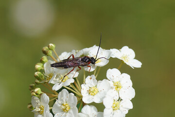 Closeup sawfly Nematus lucidus on white flowering Spiraea nipponica snowmound. Subfamily Nematinae. Family Common sawflies (Tenthredinidae). Dutch garden. Spring, April 