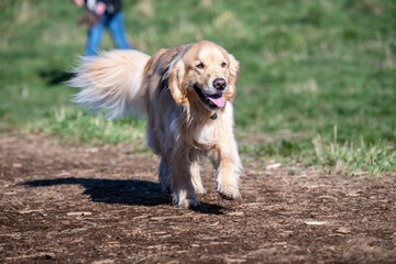 Happy golden retriever running in the dog park on a sunny spring day
