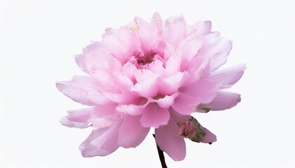 pink flower blossom isolated on a white background as transparent png generative ai plant