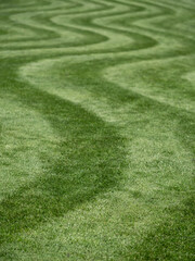 Neatly mown lawn with unusual wavy stripe. Photographed in springtime at Wisley garden, Woking, Surrey, UK.