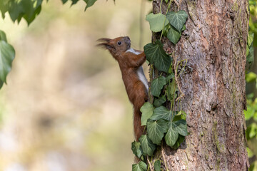 Eichhörnchen
