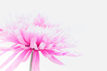 Pink Chrysantemum on White background, high key, copy space