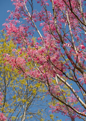 Stunning wispy pink leaves of the Toona Sinensis Flamingo or Chinese Cedar tree, photographed on a sunny spring day at Wisley garden, Surrey, UK