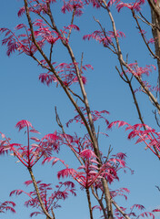 Stunning wispy pink leaves of the Toona Sinensis Flamingo or Chinese Cedar tree, photographed on a sunny spring day at Wisley garden, Surrey, UK